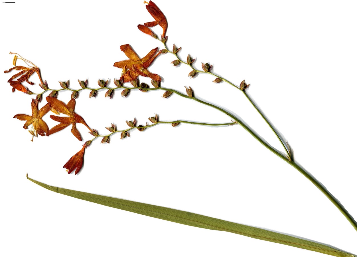 Crocosmia x crocosmiiflora (Iridaceae)